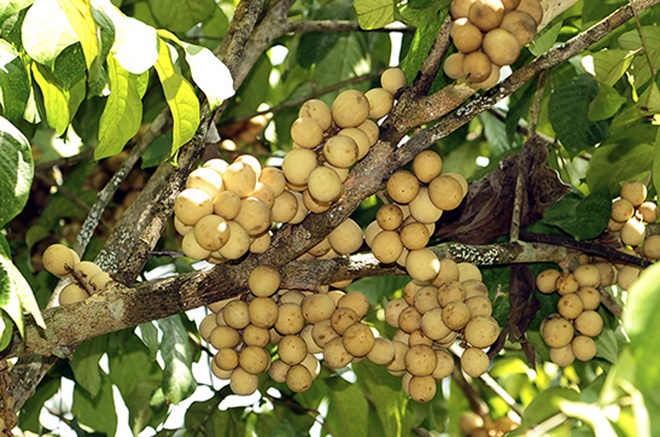 Mùa[-]thu[-]hoạch[-]bòn[-]bon[-]"tiến[-]vua"